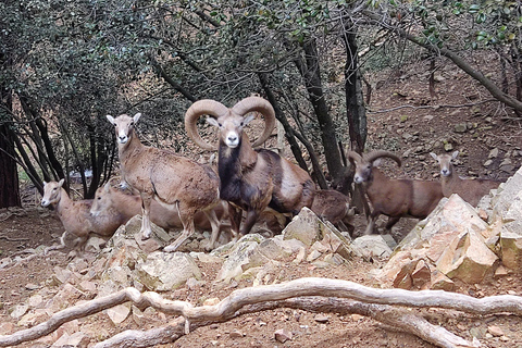 Pafos: Excursión de un día a los Montes y Pueblos de Troodos