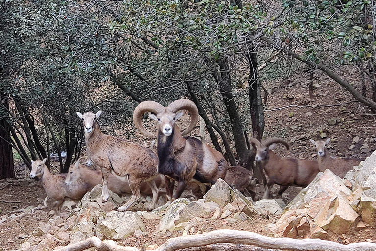 Paphos : Excursion d&#039;une journée dans les montagnes et les villages du Troodos