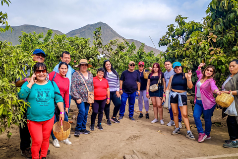 From Lima: Eco Truly Park, Chancay Castle, & Huaral Tour