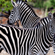 2-Day Kruger National Park Safari Tour from Johannesburg