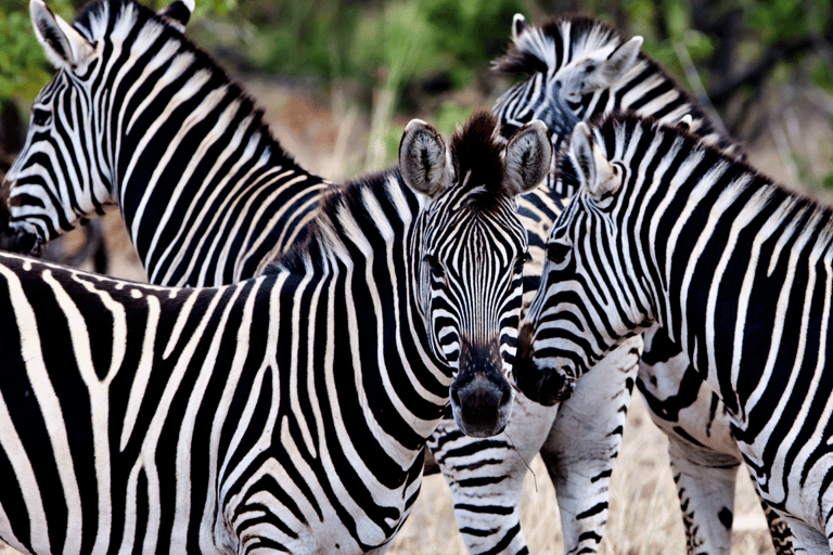 2-dniowe safari w Parku Narodowym Krugera z Johannesburga