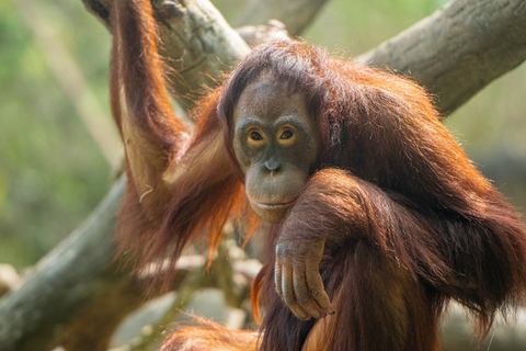 Houston Zoo Admission Ticket