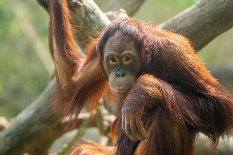 Houston Zoo Admission Ticket