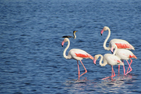10-Day Kenya and Tanzania Safari Tour