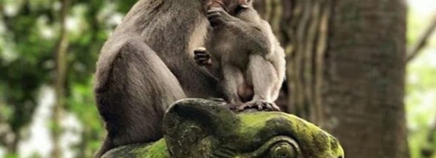 Ubud : Forêt de singes, rizières en terrasses, temple&Cascade de Petanu