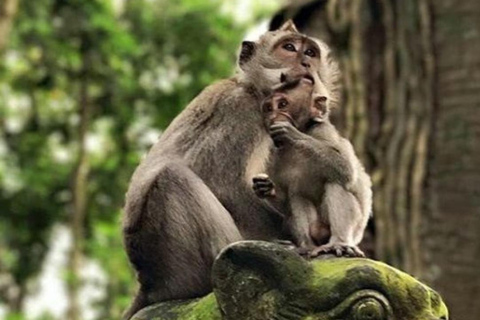 Ubud: Monkey Forest, Rice Terraces, Temple&Petanu Waterfall