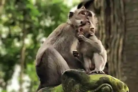 Ubud : Forêt de singes, rizières en terrasses, temple&Cascade de Petanu