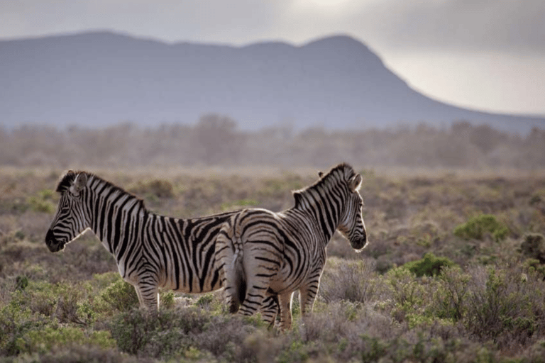 2-Day Inverdoorn Safari – Big Five Cape Town Experience