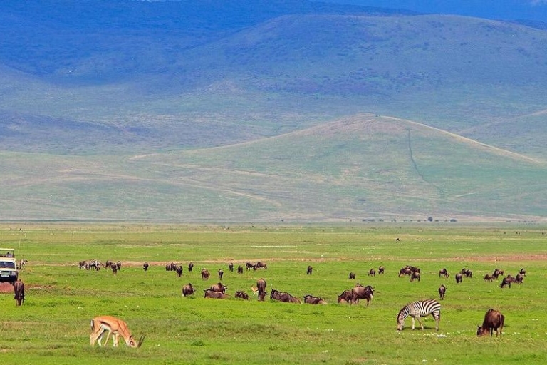 Arusha: Serengeti, Ngorongoro, Manyara i Tarangireserengeti-ngorongoro-manyara-tarangire