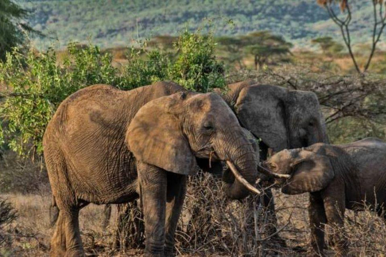 3 Days Samburu National Reserve Private safari