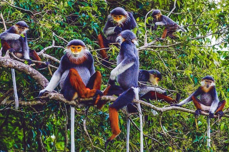 Cuc Phuong nationalpark Van Long-reservatet Privat dagsutflykt