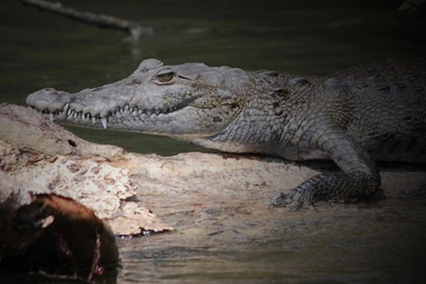Cancun : Aventure en bateau rapide et observation des crocodiles