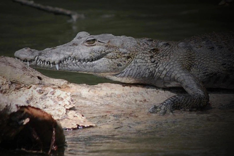 Cancun : Aventure en bateau rapide et observation des crocodiles