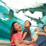 Biglietto d'ingresso per l'acquario SEA LIFE Sydney