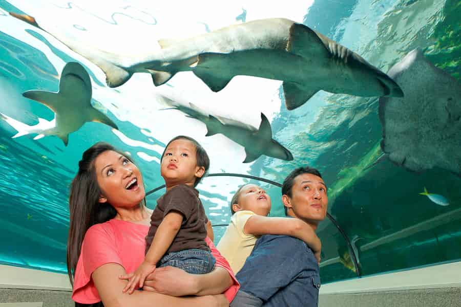 SEA LIFE Sydney Aquarium Entry Ticket. Foto: GetYourGuide