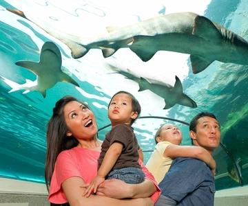 SEA LIFE Sydney Aquarium Entry Ticket