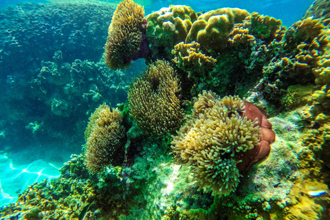 Vanuit Krabi: Maya Bay, Bamboe & Phi Phi Eilanden Dagtocht