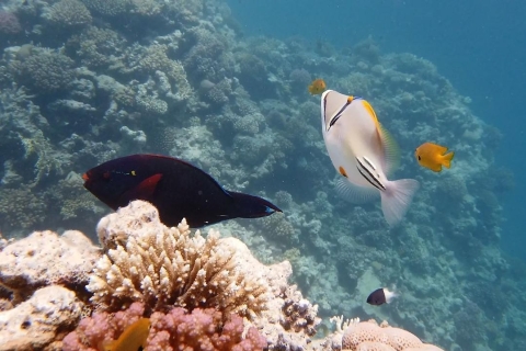 Hurghada: Insel Orange Bay und Schnorchelausflug mit Mittagessen