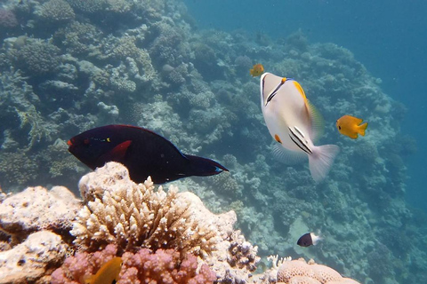 Sharm El Sheikh : Ras Mohamed et l&#039;île blanche avec déjeuner