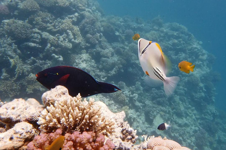 Sharm El Sheikh: Ras Mohamed &amp; White Island-resa med lunch