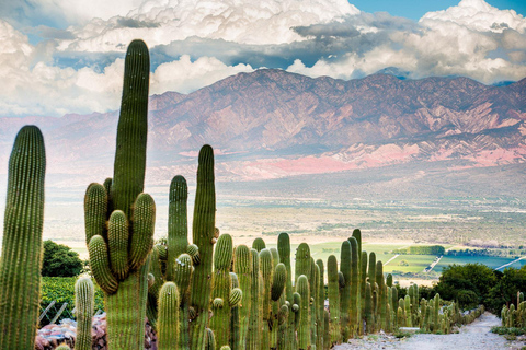 From Salta: Full-Day Wine and Valley Tour to Cafayate