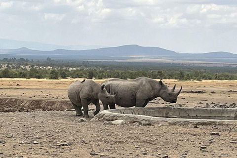 Nairobi:1 Day Ol Pejeta Excursion with guide and transfer
