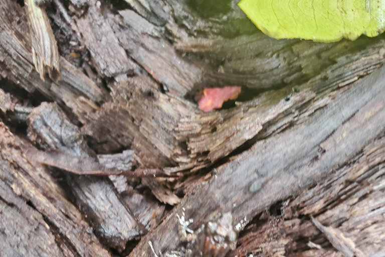 Zanzibar: Jozani forest, Reptile park and Salaam cave tour Private tour with Hotel pick up and drop-off included.