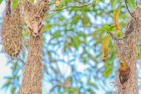 Alter do Chão: Amazon Wildlife Safari & Birdwatching Alter do Chão: Amazon Wildlife Safari & Birdwatching AM