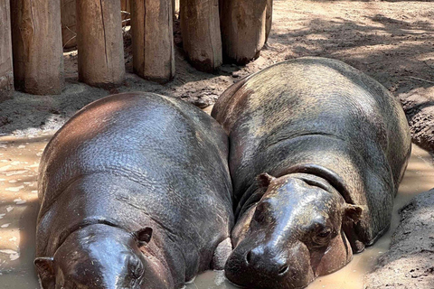 Toronto: Toronto Zoo Entry Ticket