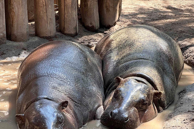 Toronto: Toronto Zoo Entry Ticket