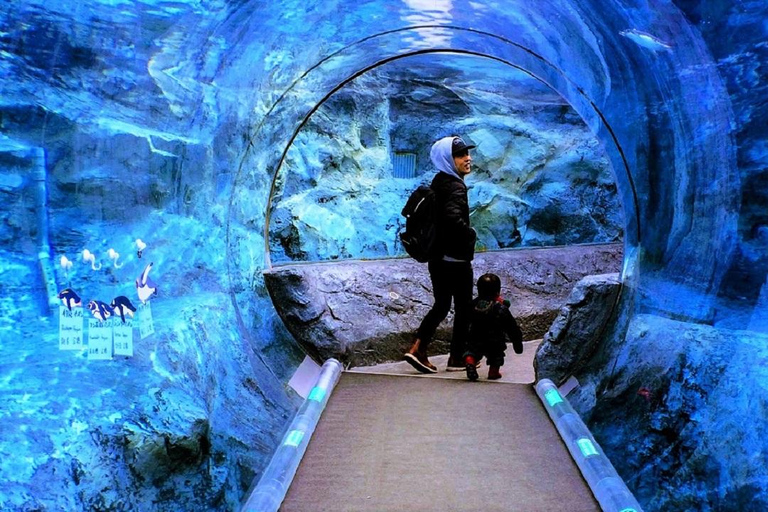 Hokkaido│Kurodake Ropeway, Asahiyama Zoo Autumn Leaves Tour