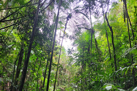 JUATINGA: 4-tägige Tour ATLANTISCHER WALD und STRÄNDE - PARATY - RIO DE JANEIRO