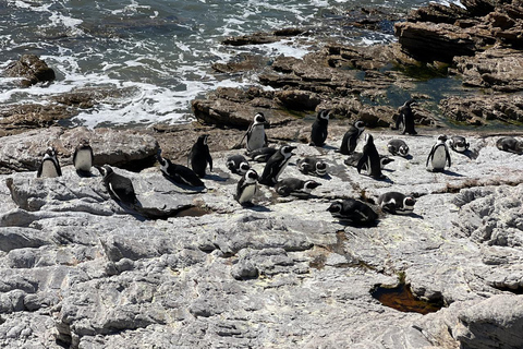 Kapsztad: obserwacja wielorybów, degustacja wina i wycieczka z pingwinami