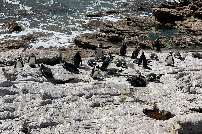 Kapsztad: obserwacja wielorybów, degustacja wina i wycieczka z pingwinami