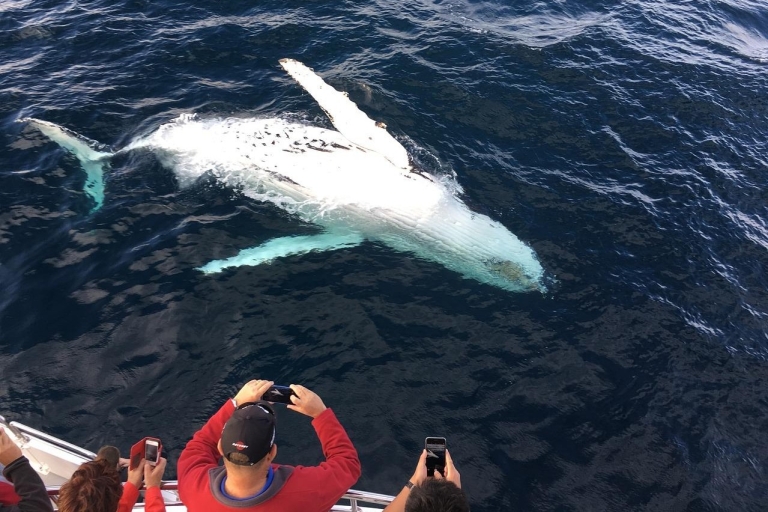 Experiencia de avistamiento de ballenas en Mirissa con almuerzo de marisco