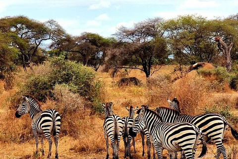 Arusha: 3-tägige Safari nach Tarangire, Lake Manyara und Ngorongoro