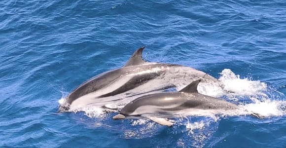 Morro Jable:Dolphin & Whale Watching Boat Tour & Snorkeling