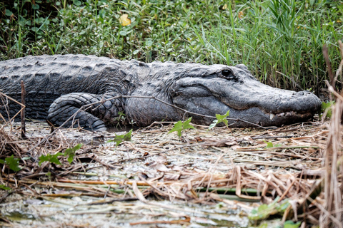 Miami: Everglades Airboat, Photo & Gator Experience From Miami: Everglades Airboat Tour with a Guide