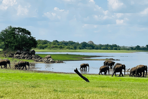 Minneriya National Park: Half-Day Evening Jeep Safari