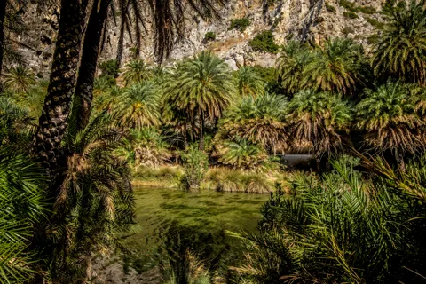 From Heraklion: Preveli Natural Palm Forest & Exotic Beach