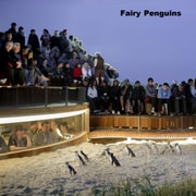 Melbourne: Private Phillip Island Penguin Parade Tour