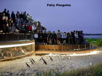 Melbourne: Private Phillip Island Penguin Parade Tour