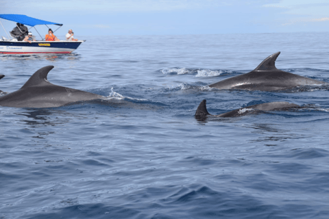 Île aux Bénitiers in motoscafo + nuoto con i delfini e pranzo