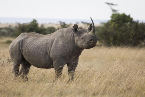 Nairobi: Ol Pejeta Conservancy en Mount Kenya Safari