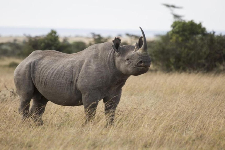 Nairobi: Ol Pejeta Conservancy en Mount Kenya Safari