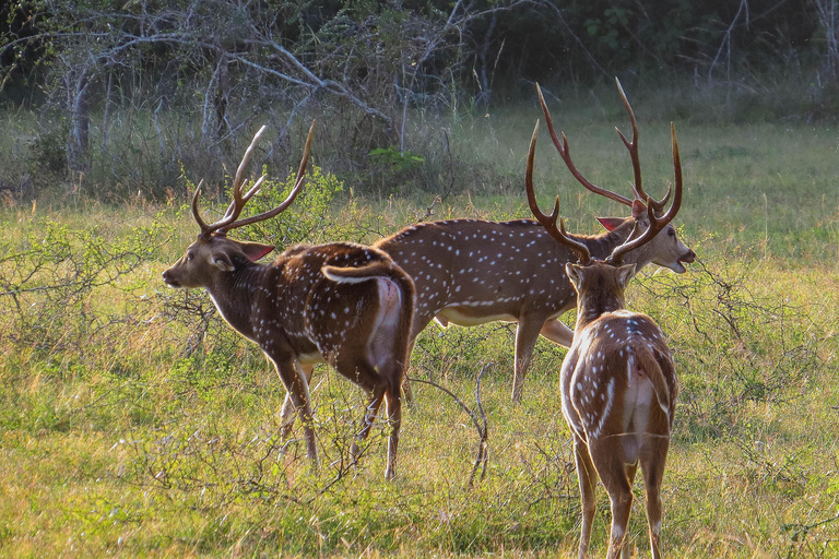 From Mirissa: Yala National Park Safari with Hotel Pickup From Udawalawe: Yala National Park Safari with Hotel Pickup