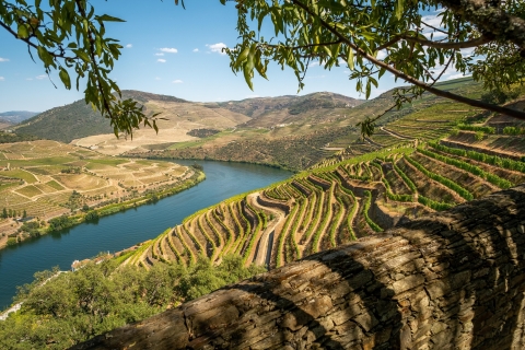 Valle Duero, cata de vino y almuerzo opcional desde OportoValle del Duero con cata de vinos y almuerzo