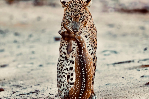 YALA TOUR: High-Luxury PRIVATE SAFARI with Expert Guides Full-Day (12 hours) Tour with Breakfast and Lunch