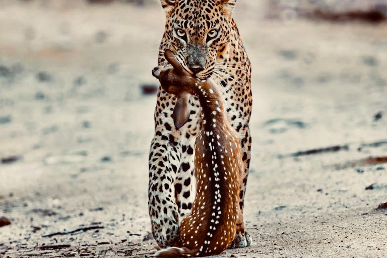 YALA TOUR: High-Luxury PRIVATE SAFARI with Expert Guides Half-Day Safari Tour (Morning or Afternoon)