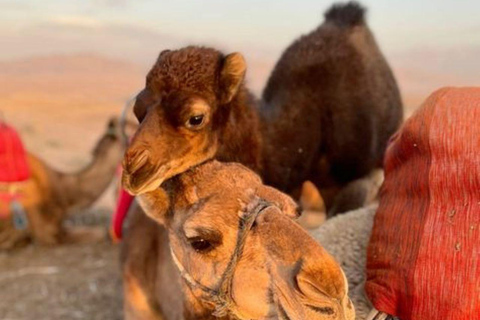 Mittagessen &amp; Schwimmen Kamelritt und Quadfahren in Agayaf